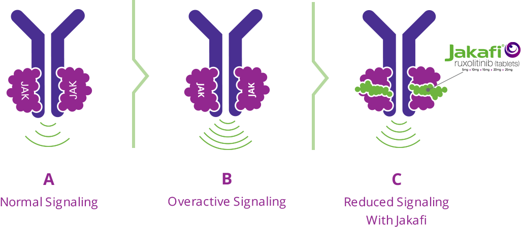 Graphic showing - A. Normal Signaling of JAK proteins, B. Overactive Signaling of JAK proteins and C. Reduced Signaling with Jakafi which helps to reduce overactive JAK signaling to help keep the production of blood cells under control.